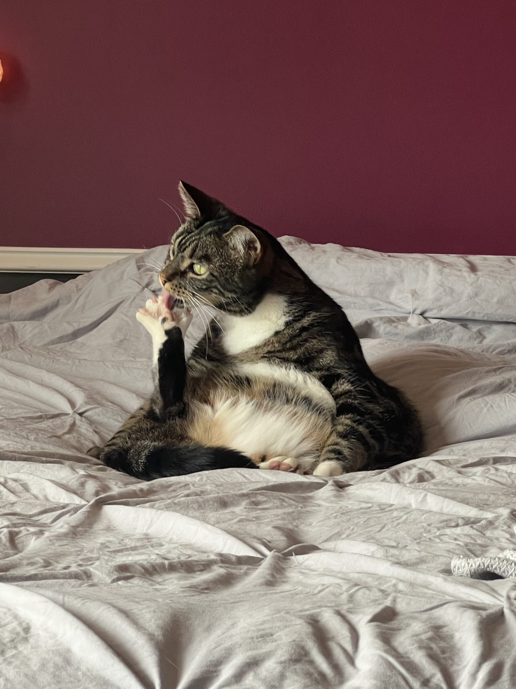 A tabby cat grooming a paw on a bed