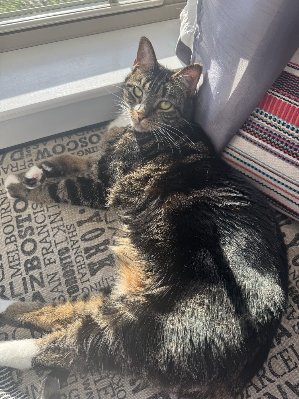 A tabby cat lounging beside a window