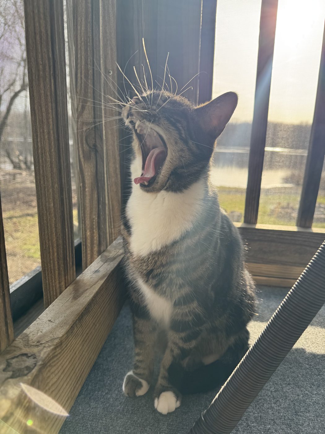 A tabby cat yawning in a sunny window