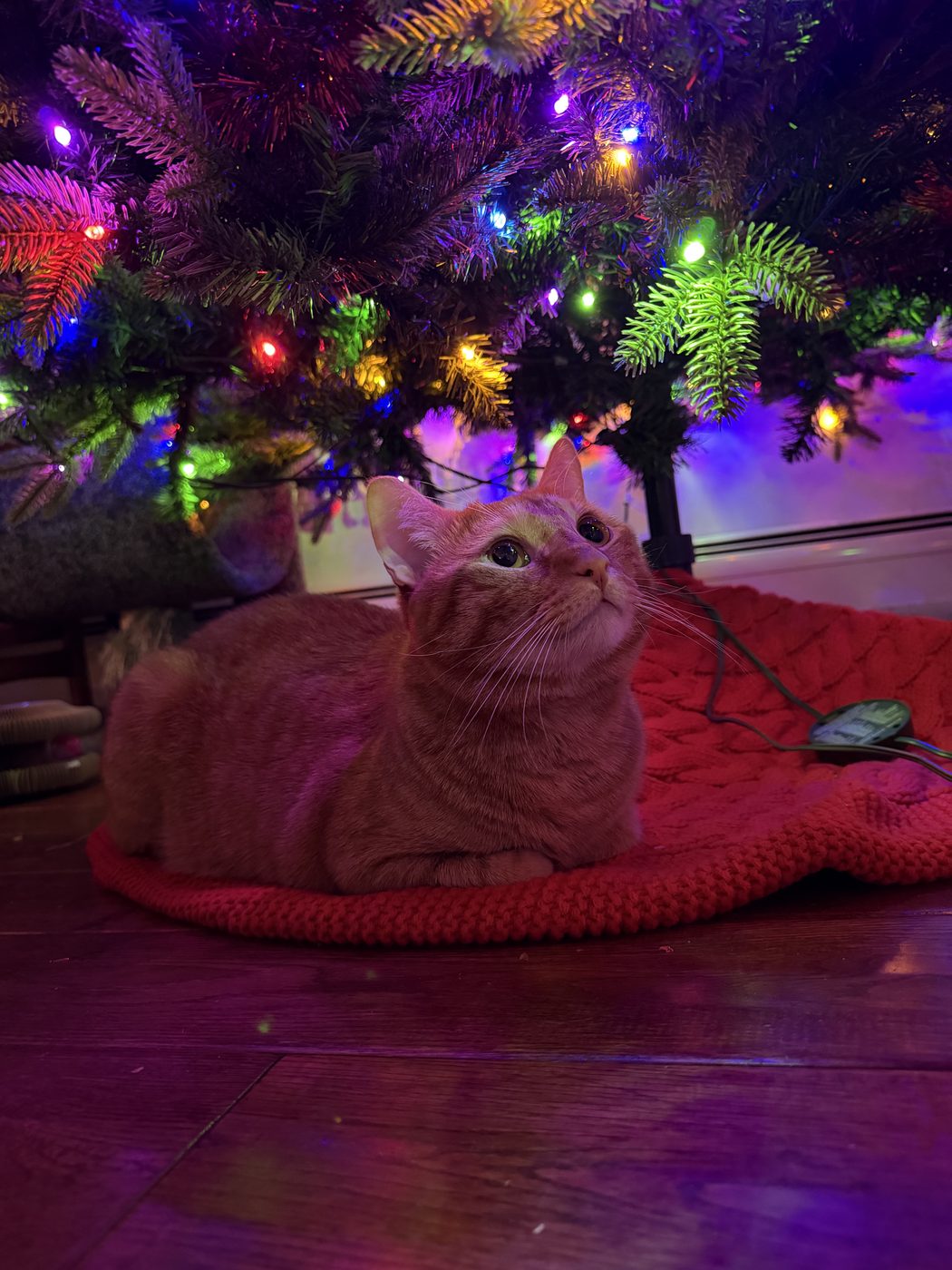 An orange cat curled up under a Christmas tree